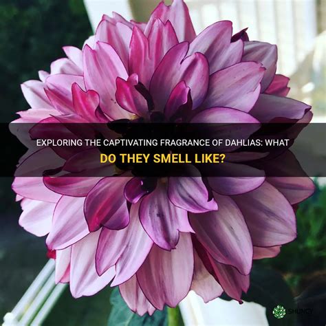 what does dahlia smell like